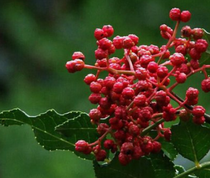 扶貧工作動態(tài)(第124期)